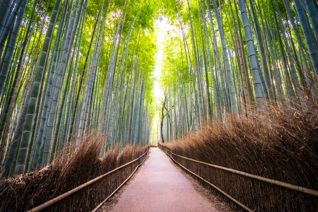 bambustræ